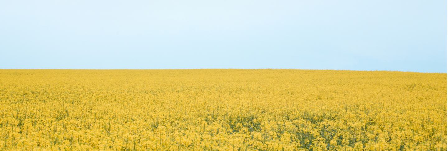 Blooming rapeseed fields photographed in cloudy weather in the villages of denmark