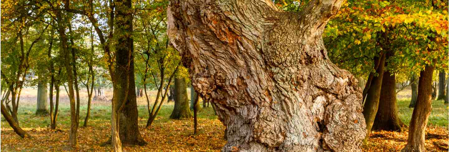 Big old oak tree in autumn forest