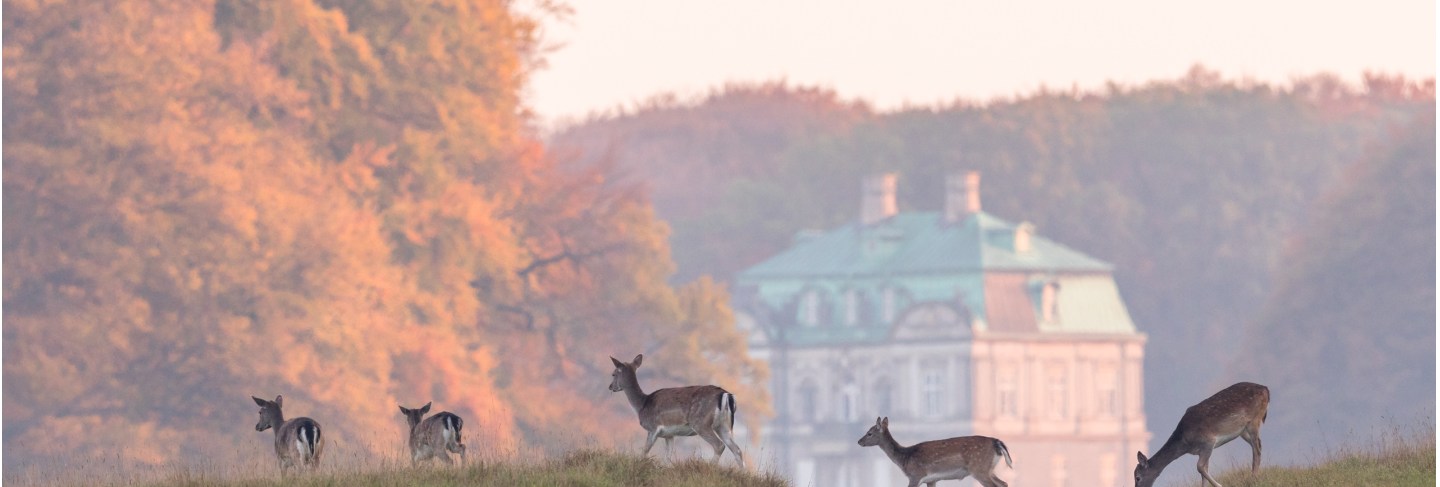 Fallow deer, dama dama, females and fawns crossing the dirt road in dyrehave, denmark
