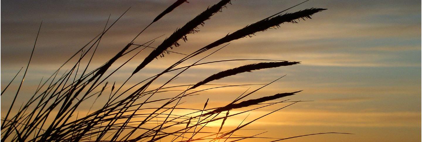 North sea sky sun denmark grass dune