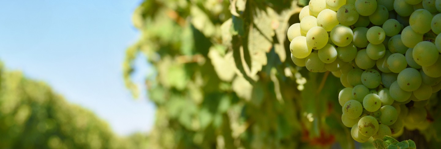 The wine in the vineyard. wine region of south moravia czech republic.