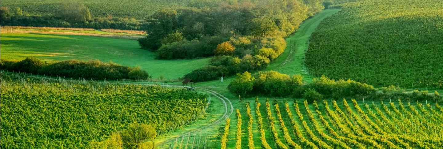 Sunshine grapes plantation