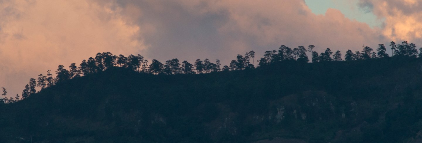 Trees on a hill, copan, copan ruinas, copan department, honduras
