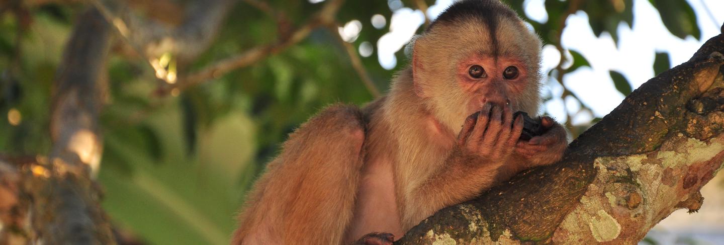 Capuchin monkey