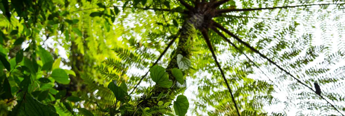 Low angle view of tree in tropical rainforest at costa rica