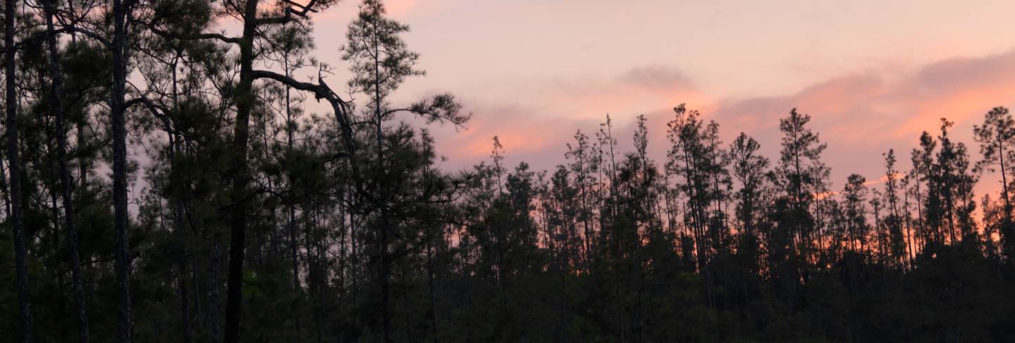 Mountain pine ridge reserve, tropical rainforest