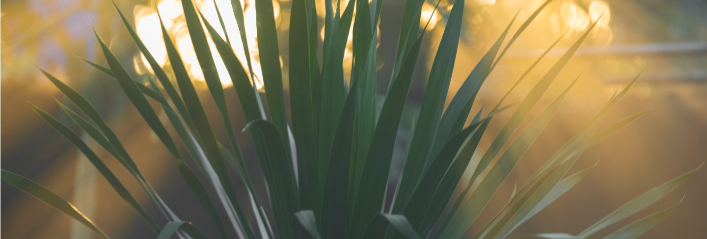 Sunset in the garden