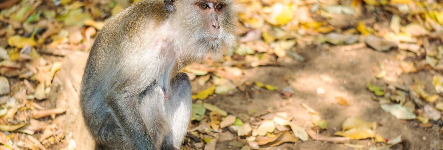 Asia monkey wildlife