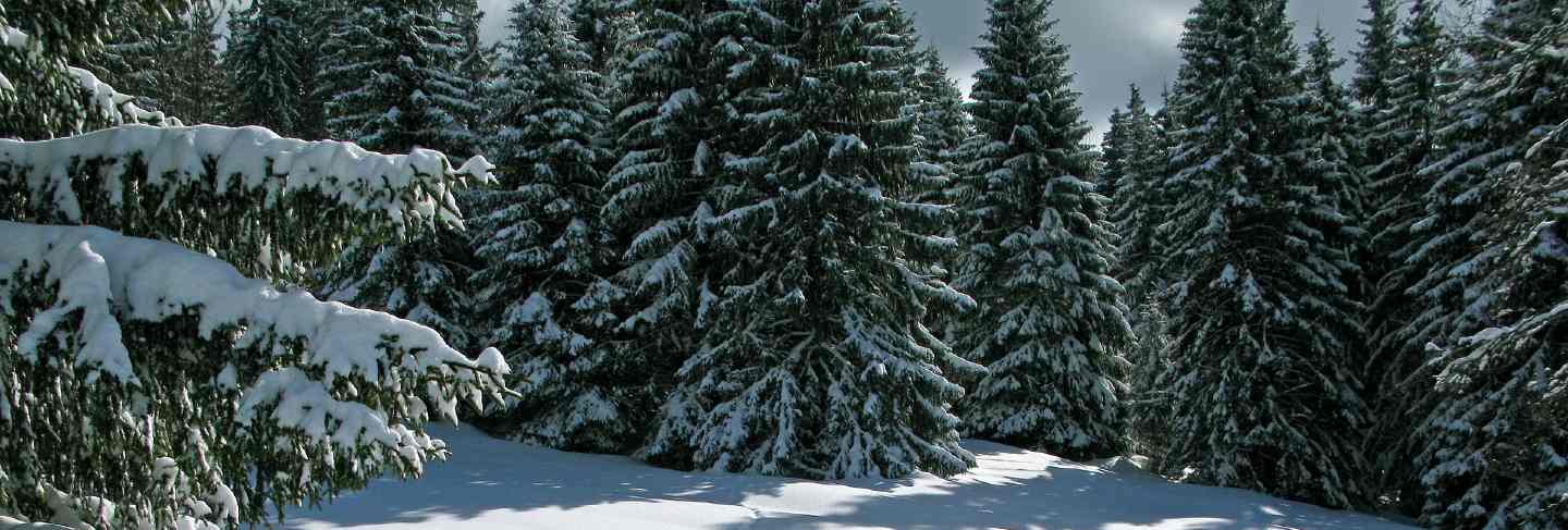 Trees woods winter ice nature snow france forest