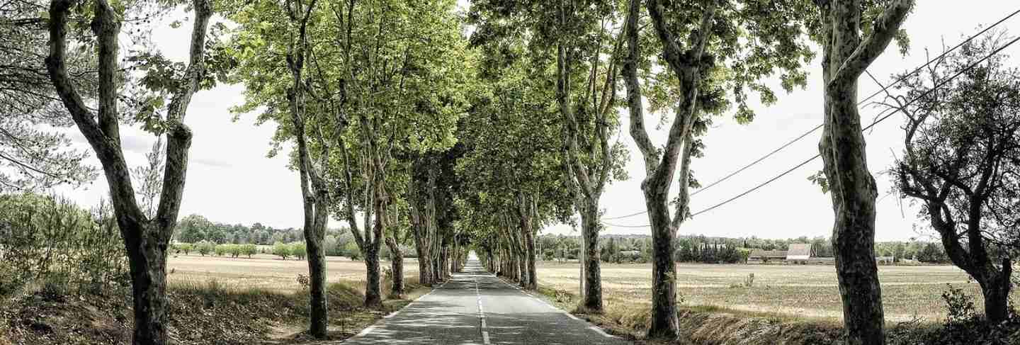 France mood trees avenue away tree route road