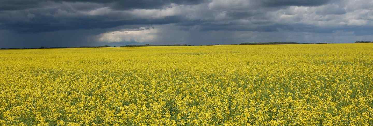 Sky landscape clouds plants flowers france field