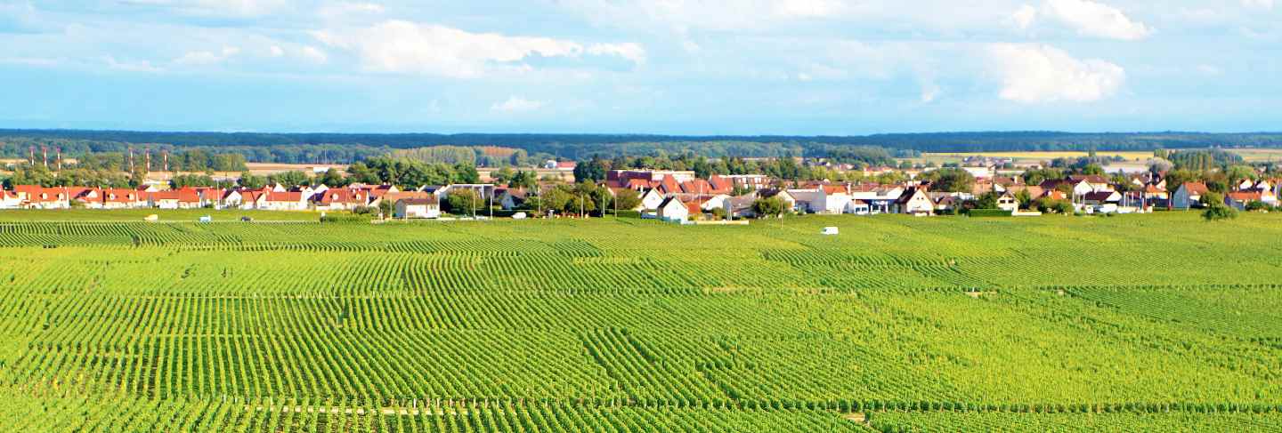 French vineyard landscape