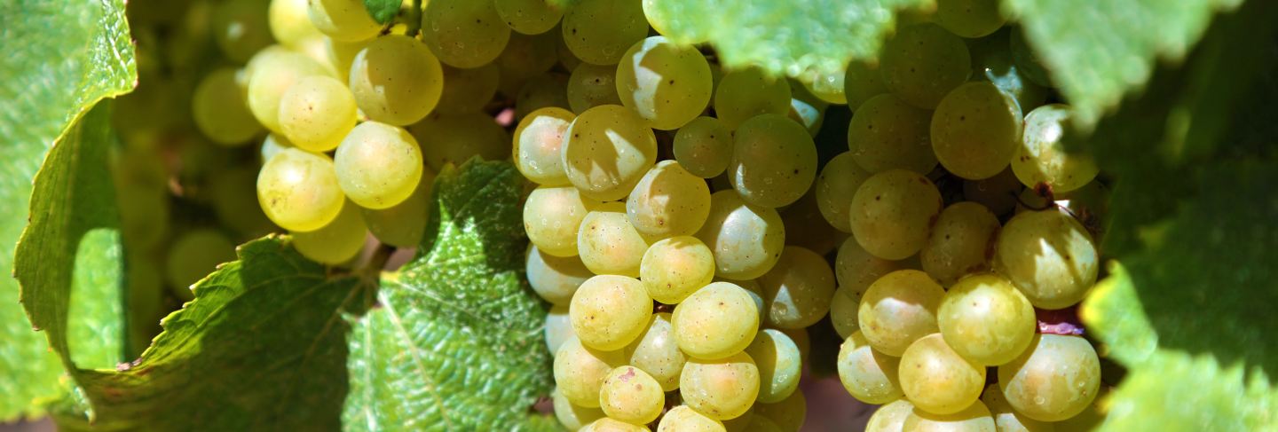 Bunch of green grapes in a vineyard