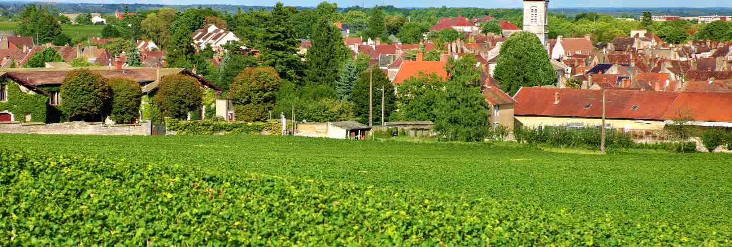 French vineyard