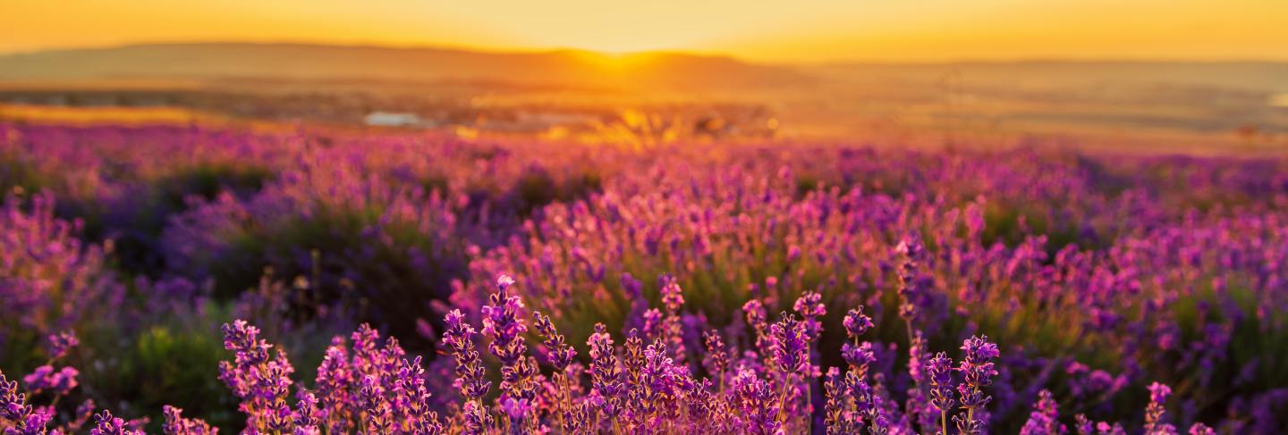 Lavender field at sunset. great summer landscape