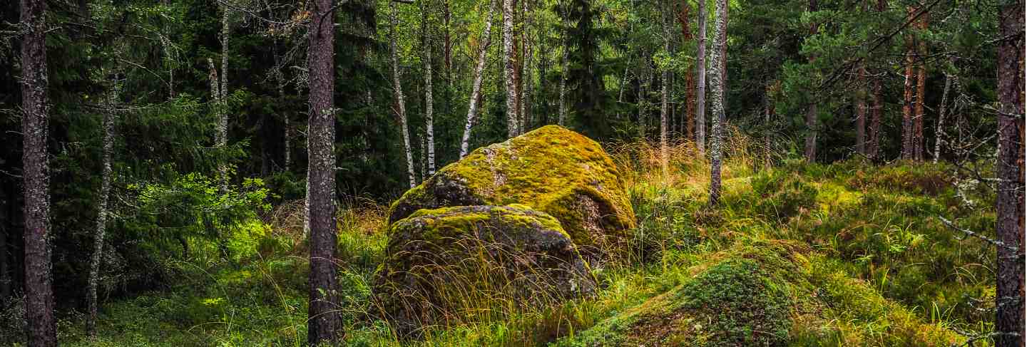In the deep forest. the mystical rainforest. forest landscape with boulders covered with moss