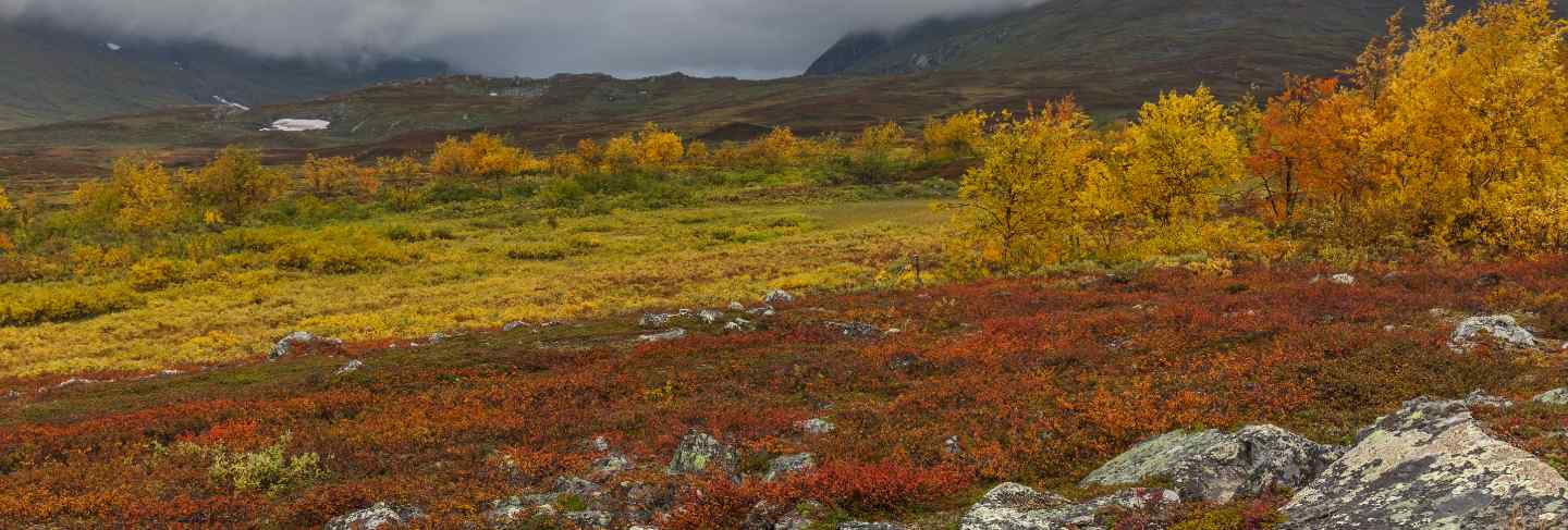 Autumn view of sarek national park, lapland, norrbotten county, sweden, near border of finland, sweden and norway. selective focus