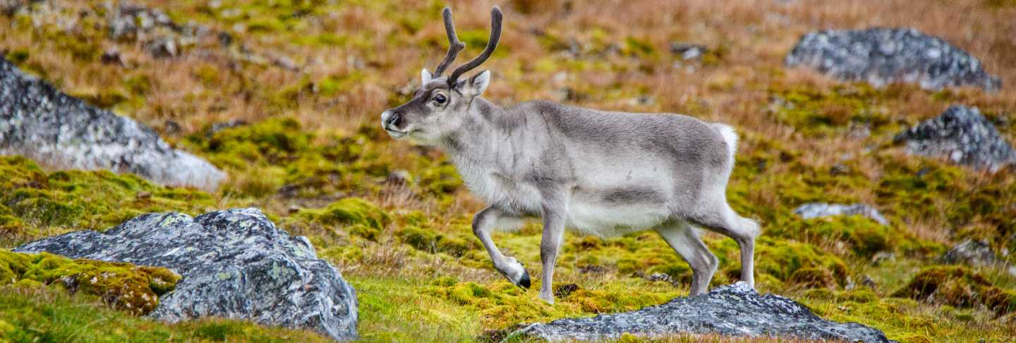 Reindeer