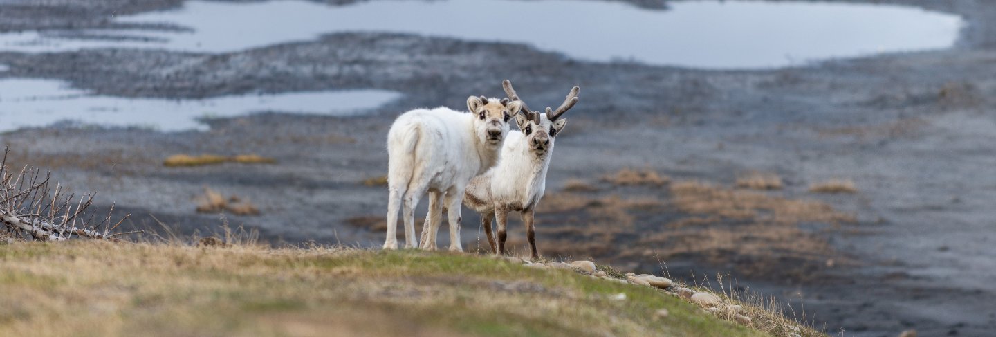 Wild reindeers mother and cub in tundra at summer time