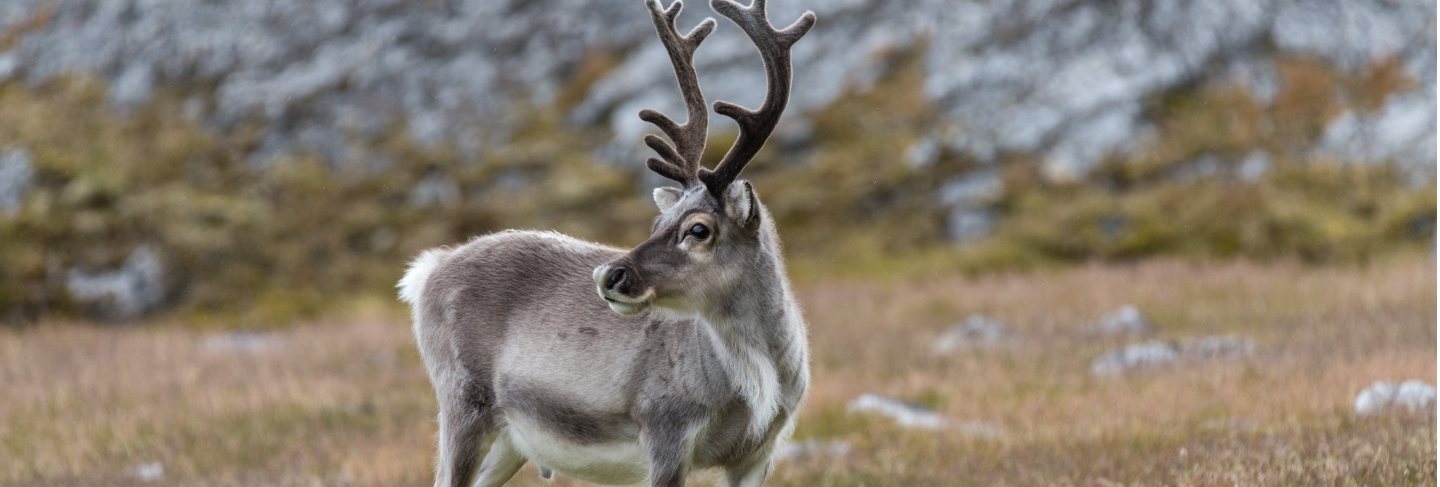 Wild reindeer in tundra at summer time