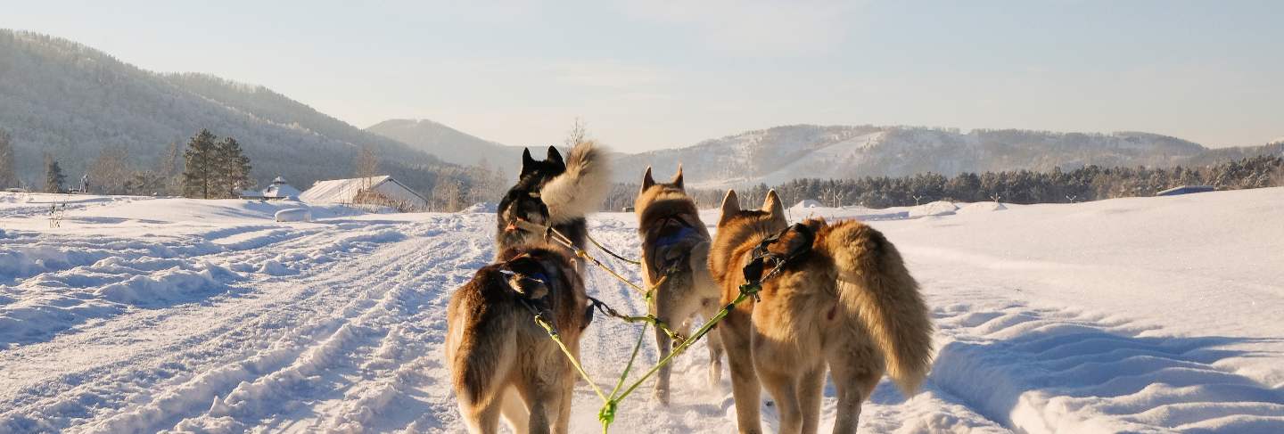 Husky dog sledge