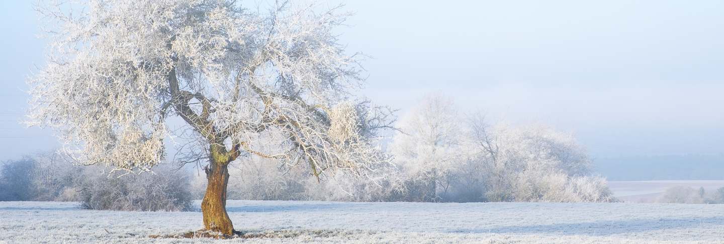 Wide shot of an isolated tree covered in snow in a snowy area. just like a fairytale