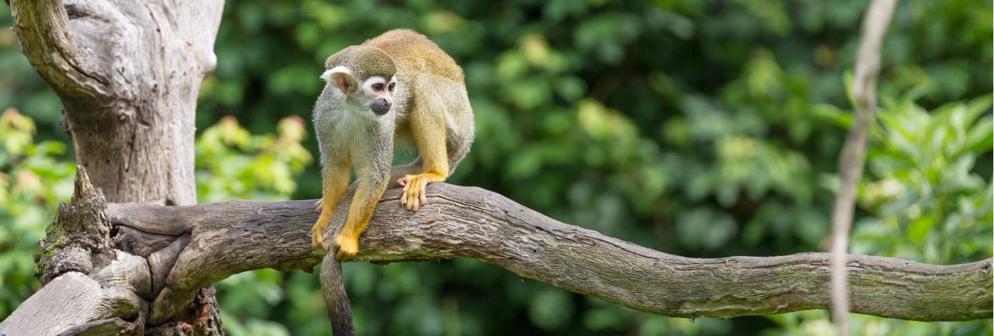 Portrait of squirrel monkey saimiri sciureus sitting on a tree branch