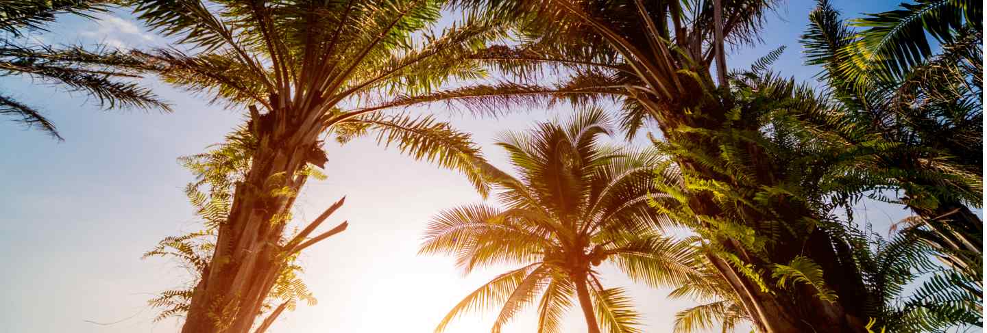 Beautiful tropical beach with palm trees.