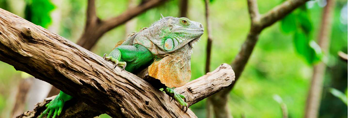 Green iguana