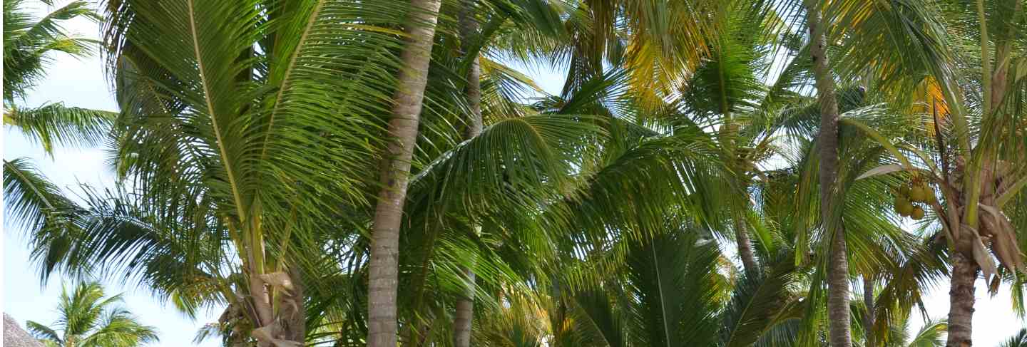 Exotic tropical beach with bungalows between the palm trees