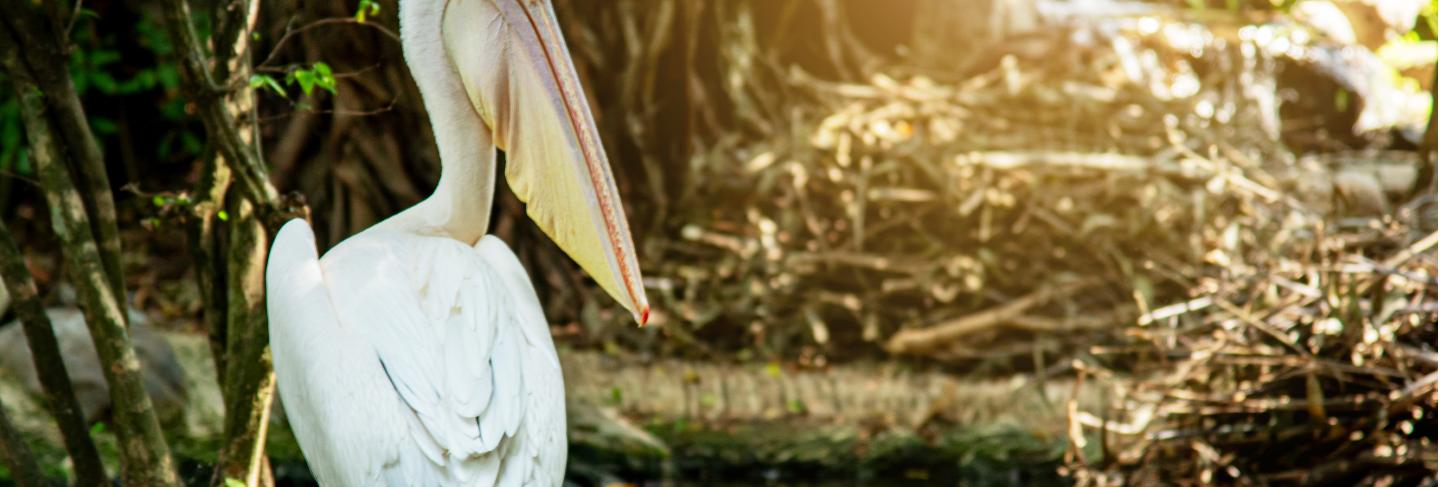 Pink backed pelican on the water in the jungle