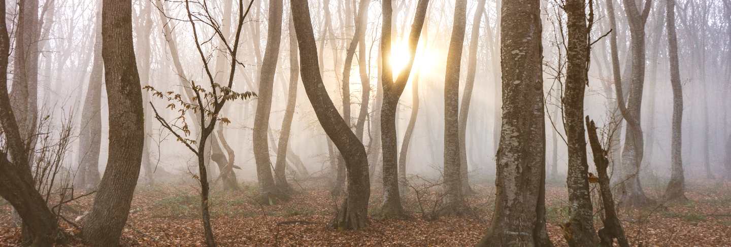 Misty autumn forest