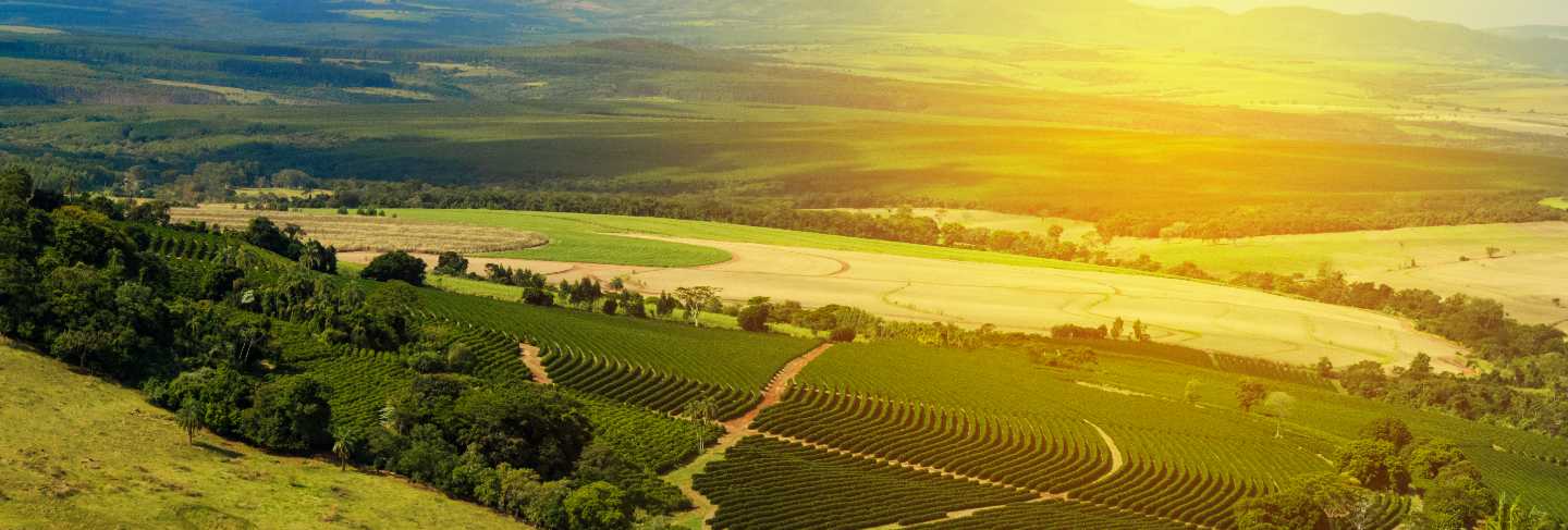Plantation - sunlight at the coffee plantation landscape - brazil