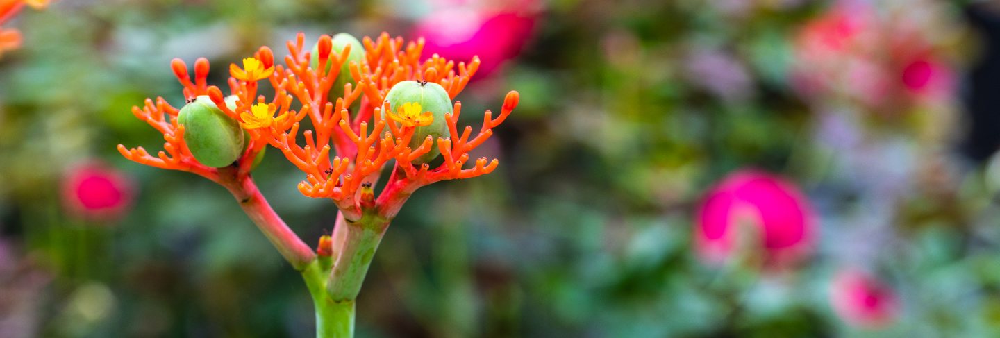 Gout plant