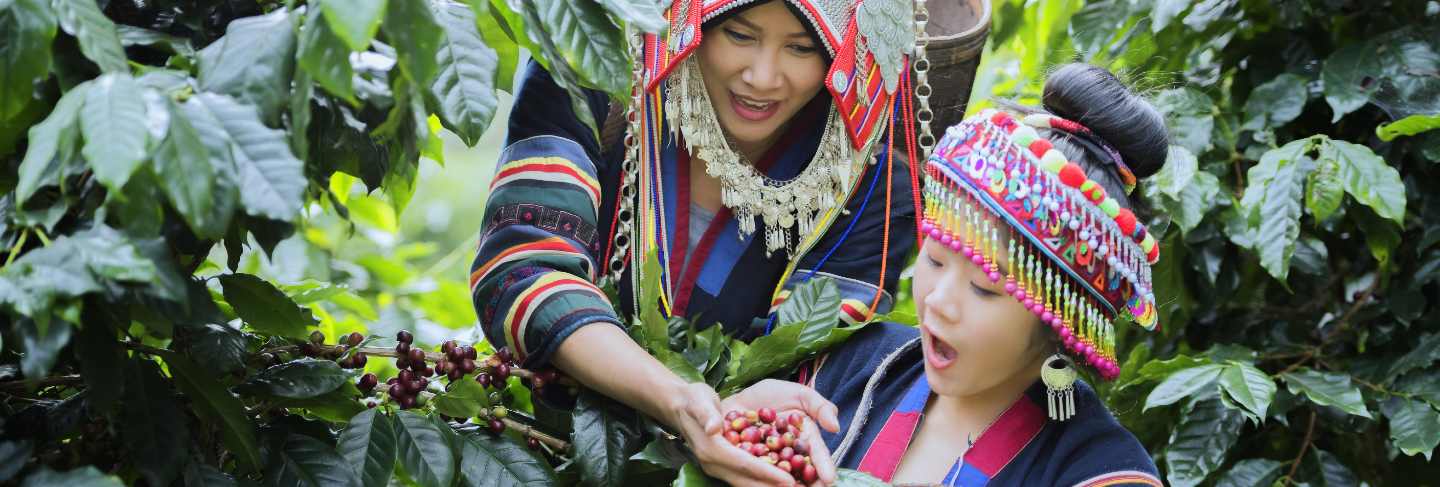 coffee plantation