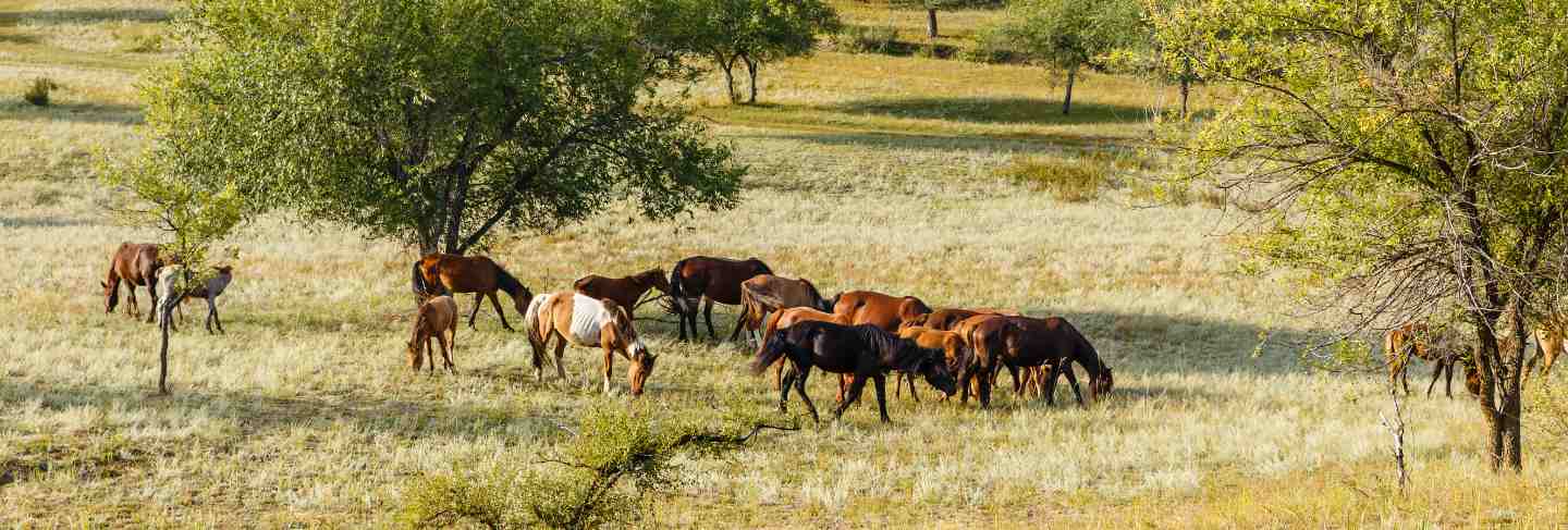 Flock of horses eating grass in a pasture mongolia