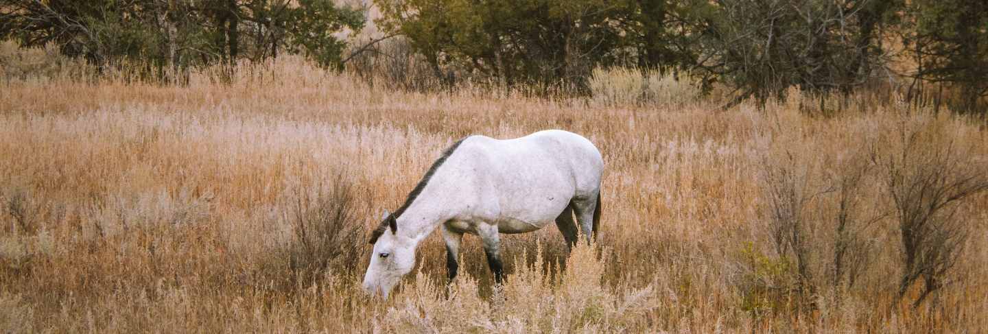 Vertical shot of a white horse in a dry grassy field with a mountain in the background