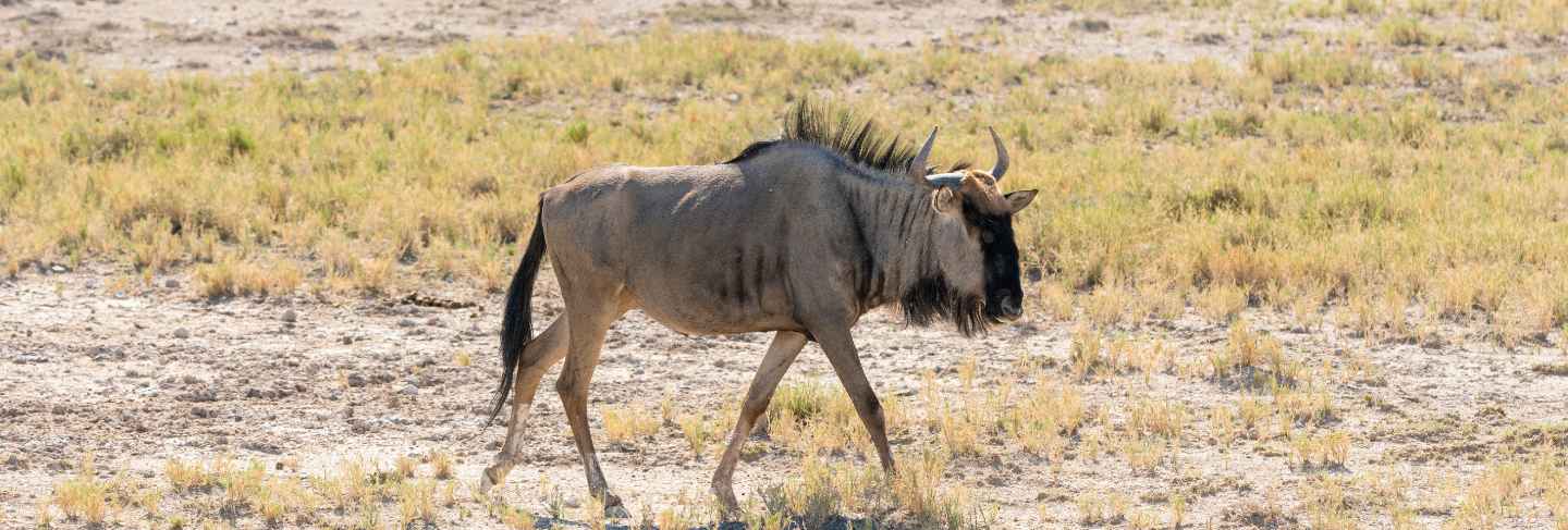blue-wildebeest-waterhole-okaukuejo-etosha-national-park-namibia