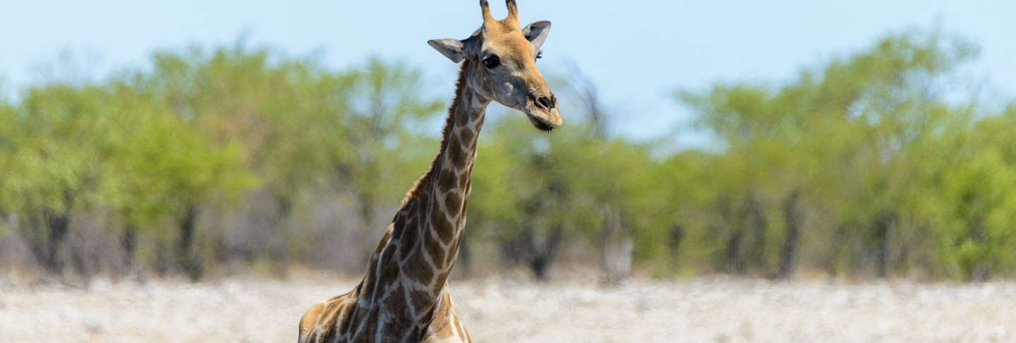 giraffe-waterhole-african-savanna