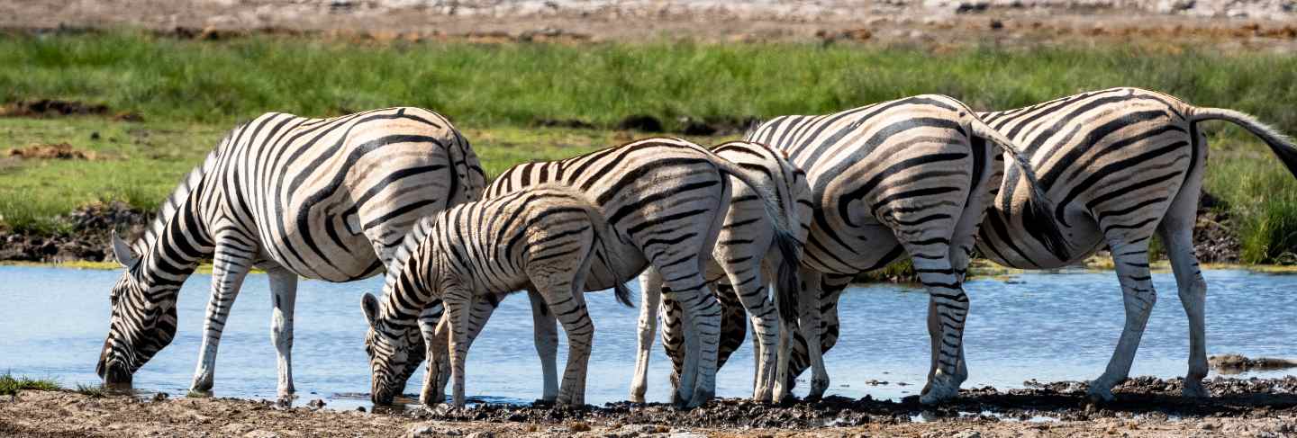 herd-zebra-eating-glass-field-etosha-national-park-namibia