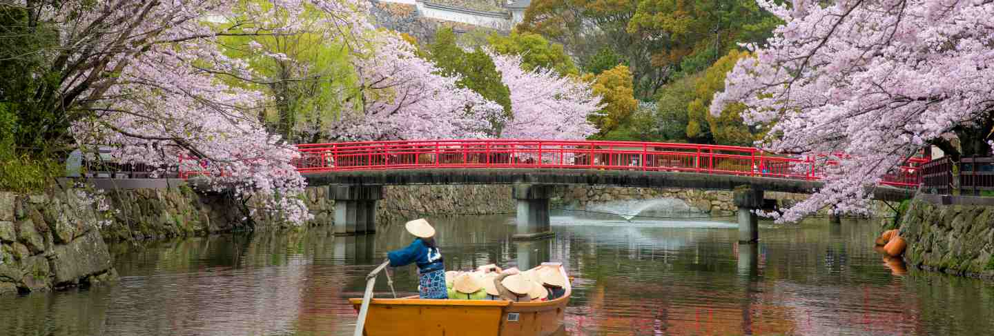 Himeji castle with beautiful cherry blossom in spring season at hyogo near osaka, japan.