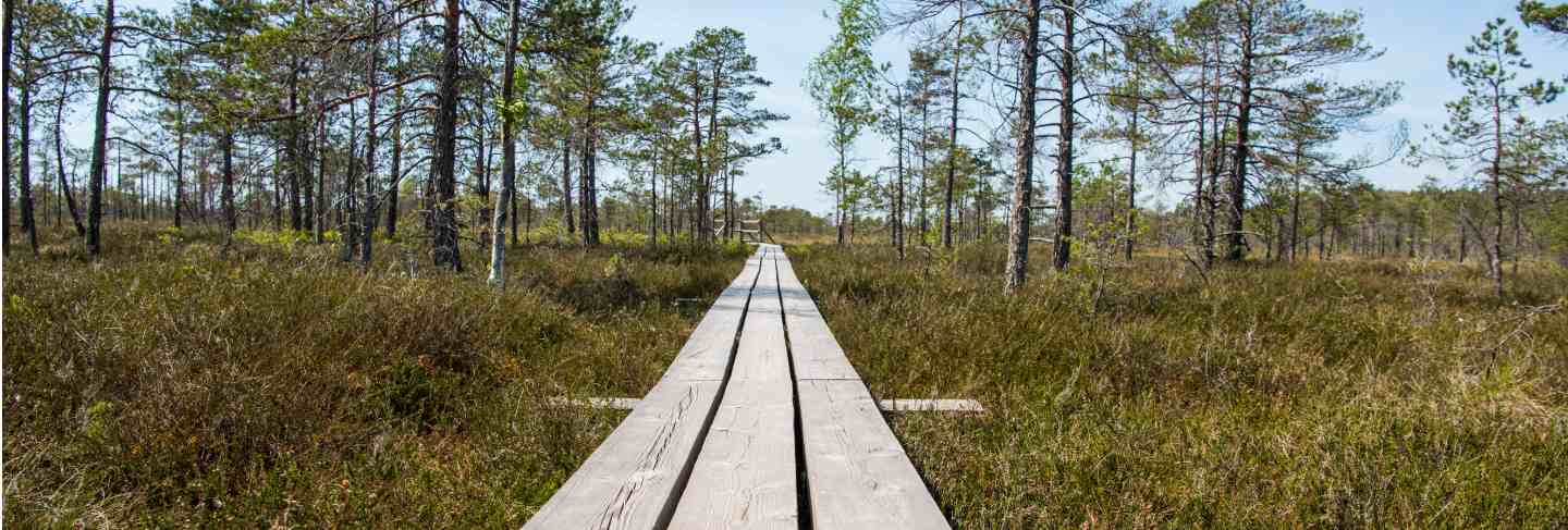 Swamp trail. summer sunny day. kemeri national park nature trail