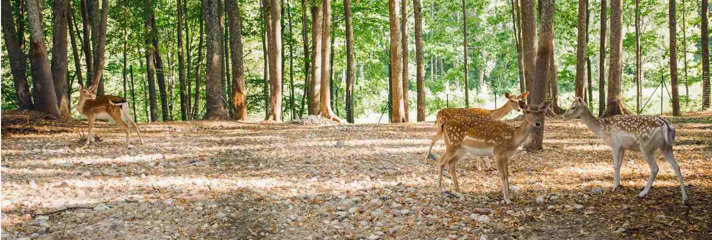 Sika or spotted deers in latvia in summer