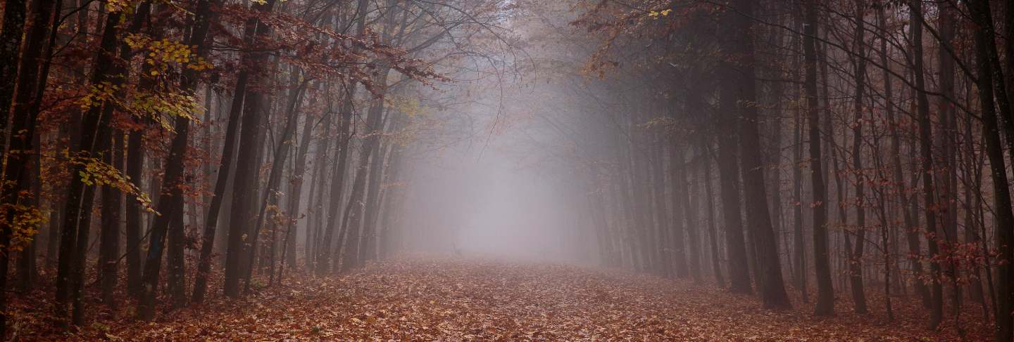 Foggy forest