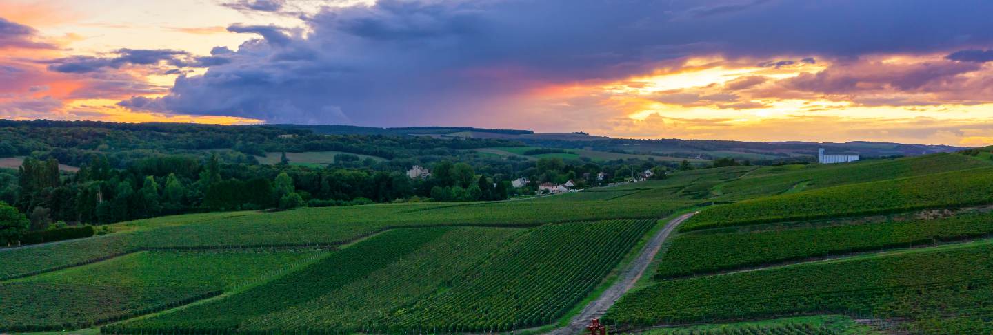 Row vine grape in champagne vineyards at montagne de reims countryside village background