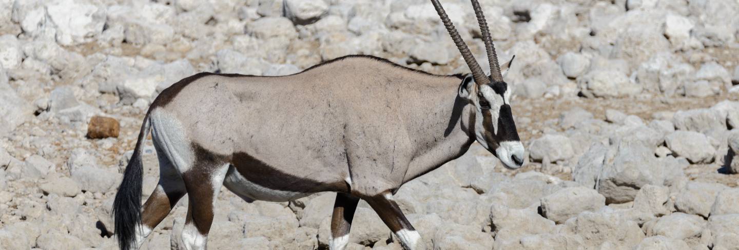 Wild oryx antelope in the african savannah
