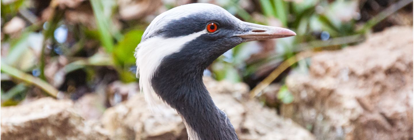 Blue african bird close-up Premium Photo