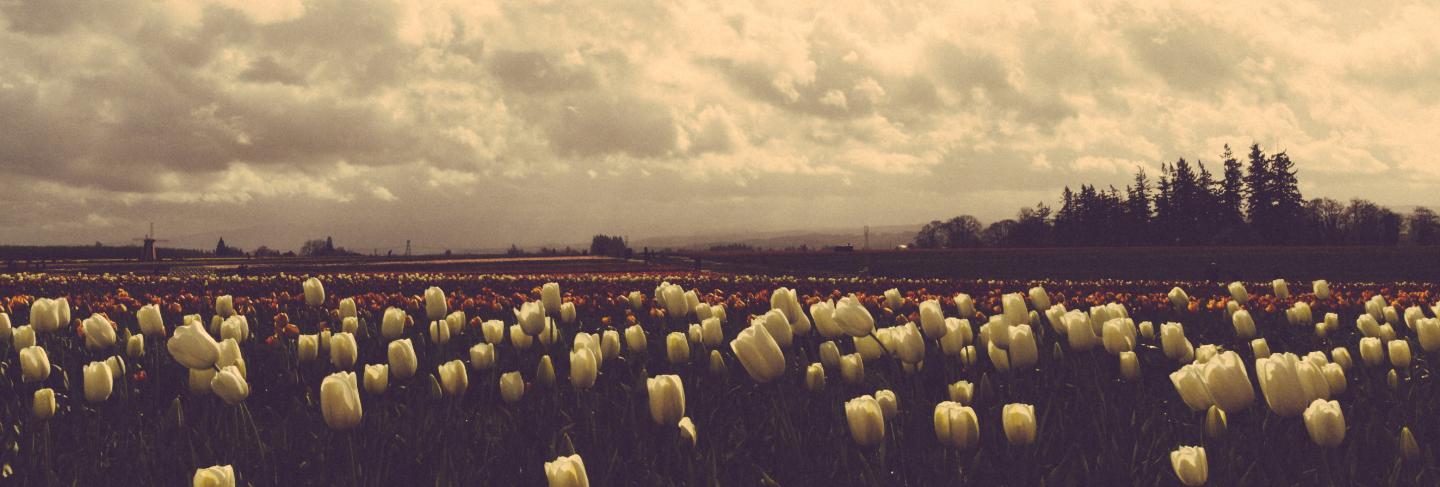 Beautiful shot of a dark field of tulips under beautiful cloudy sky