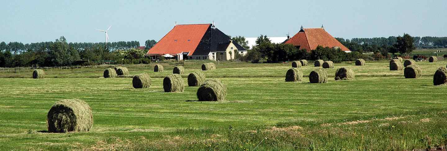 Dutch farmland