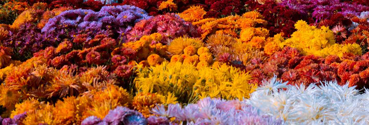 Colorful spring flower garden